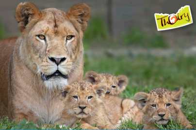 Trois petits lionceaux sont nés au zoo de Thoiry !