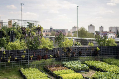 Ouverture du potager urbain Peasandlove sur le toit de l'hôtel Yoom à Beaugrenelle