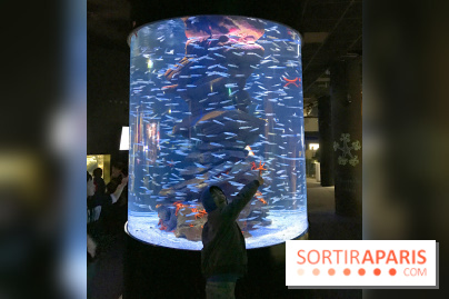 Les récifs Coralliens s'exposent à l'Aquarium de Paris