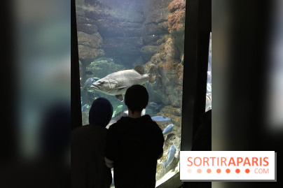 Les récifs Coralliens s'exposent à l'Aquarium de Paris