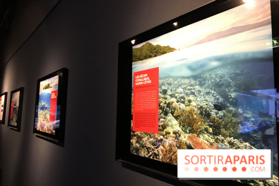 Les récifs Coralliens s'exposent à l'Aquarium de Paris