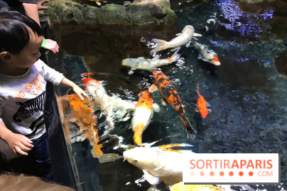 Les récifs Coralliens s'exposent à l'Aquarium de Paris