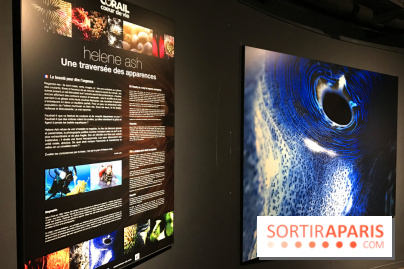 Les récifs Coralliens s'exposent à l'Aquarium de Paris