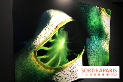 Les récifs Coralliens s'exposent à l'Aquarium de Paris