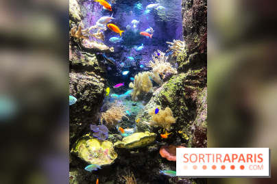 Les récifs Coralliens s'exposent à l'Aquarium de Paris