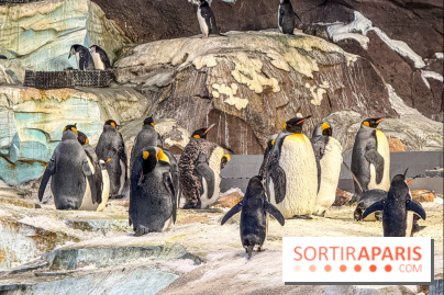 Neige et verglas : c'est quoi la posture du pingouin, pour éviter de tomber dans la rue ?