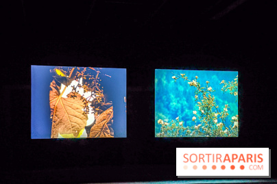 Rose Lowder au Palais de Tokyo : la nature image par image dans une exposition de films