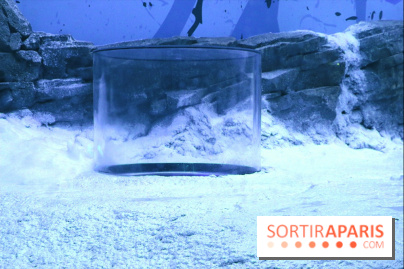 Les Manchots de l'Aquarium Sea Life