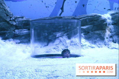 Les Manchots de l'Aquarium Sea Life