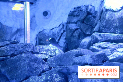 Les Manchots de l'Aquarium Sea Life