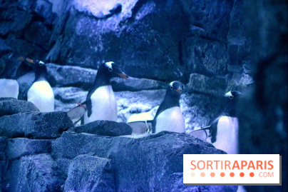 Les Manchots de l'Aquarium Sea Life