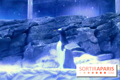 Les Manchots de l'Aquarium Sea Life