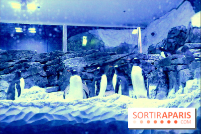 Les Manchots de l'Aquarium Sea Life