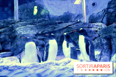 Les Manchots de l'Aquarium Sea Life