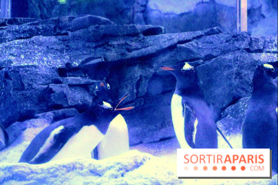 Les Manchots de l'Aquarium Sea Life