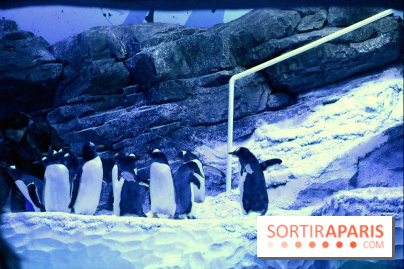 Les Manchots de l'Aquarium Sea Life