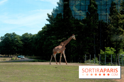 Camion Safari : une visite guidée dans les coulisses de Thoiry