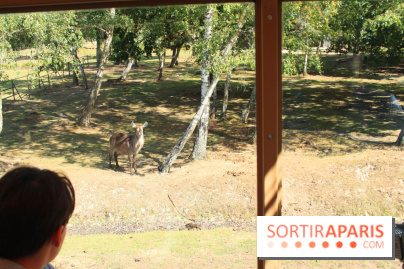 Camion Safari : une visite guidée dans les coulisses de Thoiry