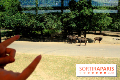 Camion Safari : une visite guidée dans les coulisses de Thoiry