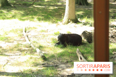 Camion Safari : une visite guidée dans les coulisses de Thoiry