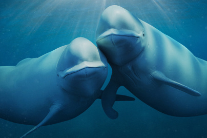 Nos Océans : Une série documentaire spectaculaire narrée par Barack Obama sur Netflix