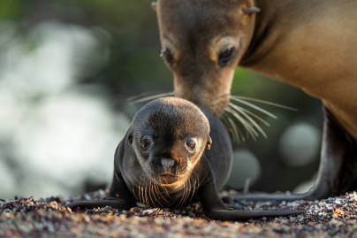 Otaries des Galápagos : un documentaire animalier signé Hugh Wilson et raconté par Emmanuel Curtil