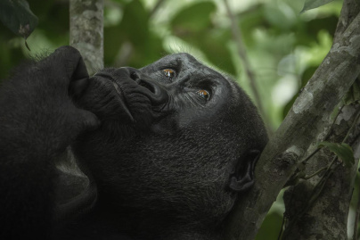 Avant-première du film « Au cœur de la jungle » au Grand Rex à Paris