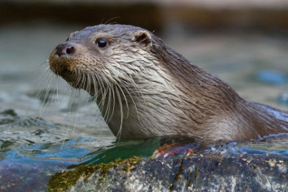 Danse avec les loutres au parc Zoologique
