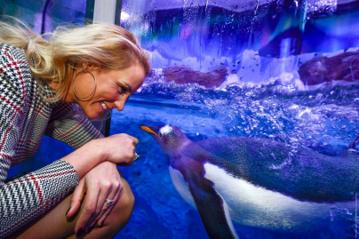 Un bébé manchot Royal est né à Sea Life Val d'Europe ! 