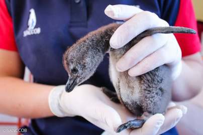 Un bébé manchot Royal est né à Sea Life Val d'Europe !