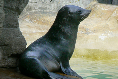 Les vacances de février 2019 au Parc Zoologique de Paris Vincennes