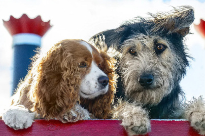 La Belle et le Clochard en Live Action sur Disney+