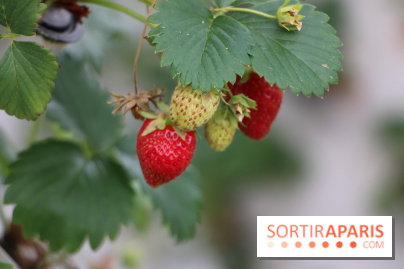 Les cueillettes de fruits, légumes et fleurs autour de Paris