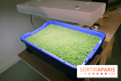 Agoramania, l'exposition gratuite du Maif Social Club