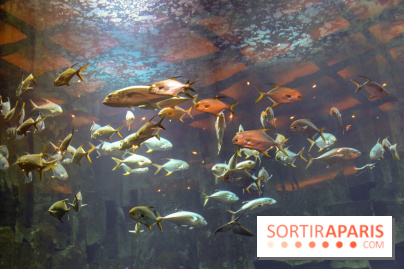 Les 60 ans de LEGO® à l'Aquarium de Paris