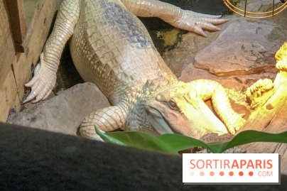 L'Aquarium de la Porte Dorée se renouvelle