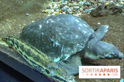 L'Aquarium de la Porte Dorée se renouvelle