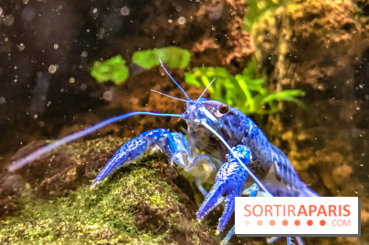 L'Aquarium de la Porte Dorée se renouvelle