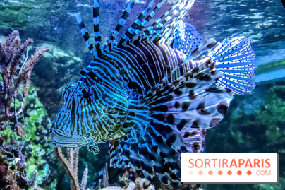 L'Aquarium de la Porte Dorée se renouvelle