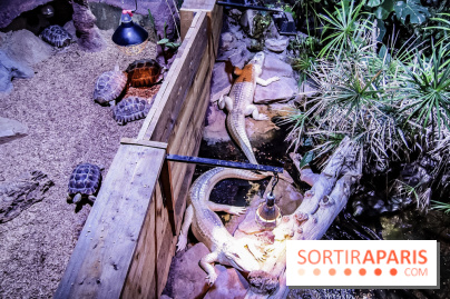 L'Aquarium de la Porte Dorée se renouvelle