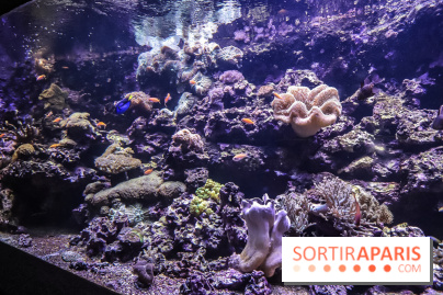 L'Aquarium de la Porte Dorée se renouvelle