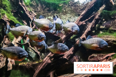 L'Aquarium de la Porte Dorée se renouvelle