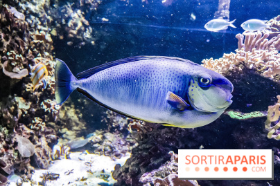 L'Aquarium de la Porte Dorée se renouvelle