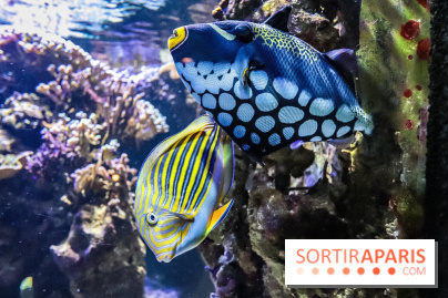 L'Aquarium de la Porte Dorée se renouvelle