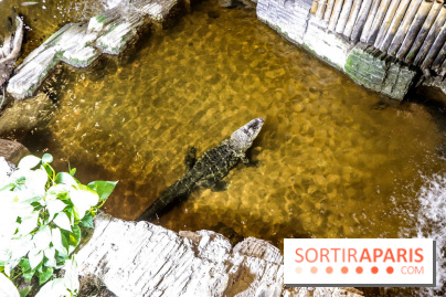 L'Aquarium de la Porte Dorée se renouvelle