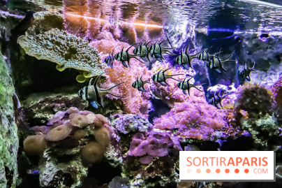 L'Aquarium de la Porte Dorée se renouvelle