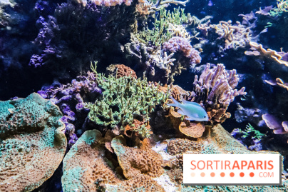 L'Aquarium de la Porte Dorée se renouvelle