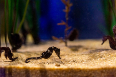 Un hôtel des hippocampes à visiter en famille à l'aquarium Sea Life pendant les vacances de février