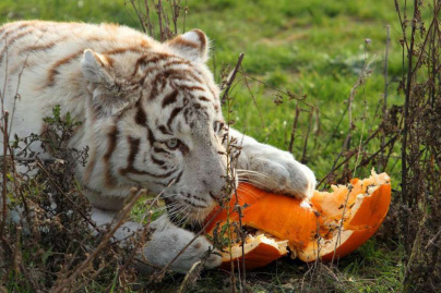 Halloween 2018 au Parc des Félins 
