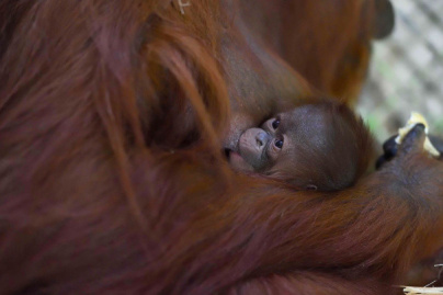 Naissance d’un orang-outan à la Ménagerie du Jardin des Plantes